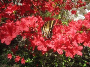 Butterfly at Caesarea